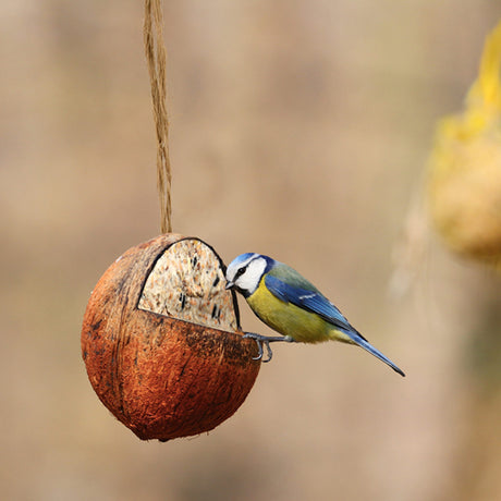 Gevulde kokosnoot Vogelvoer